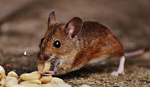 24 Hour & Emergency Exterminators in Douglassville, PA